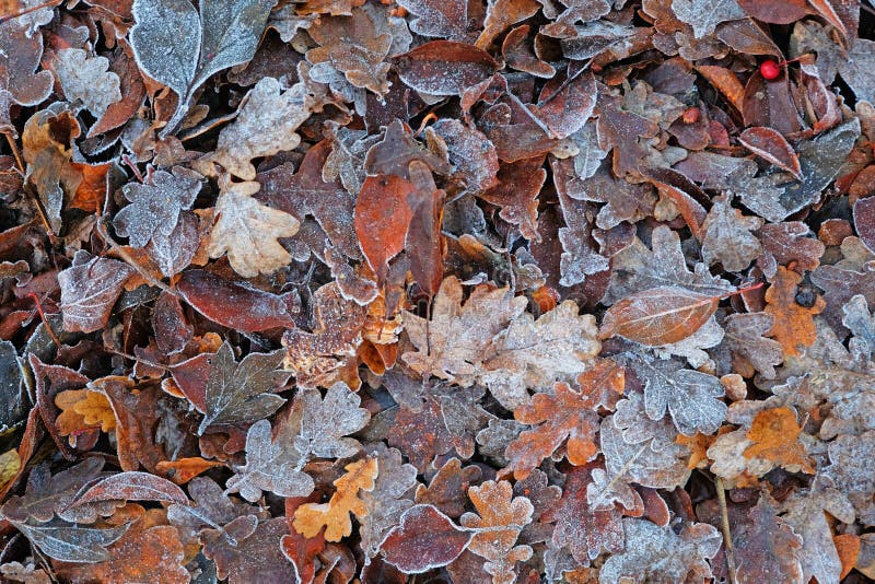 Carpet of frosted leaves after a freezing night in winter UK. Carpet of frosted leaves after a freezing night in winter UK