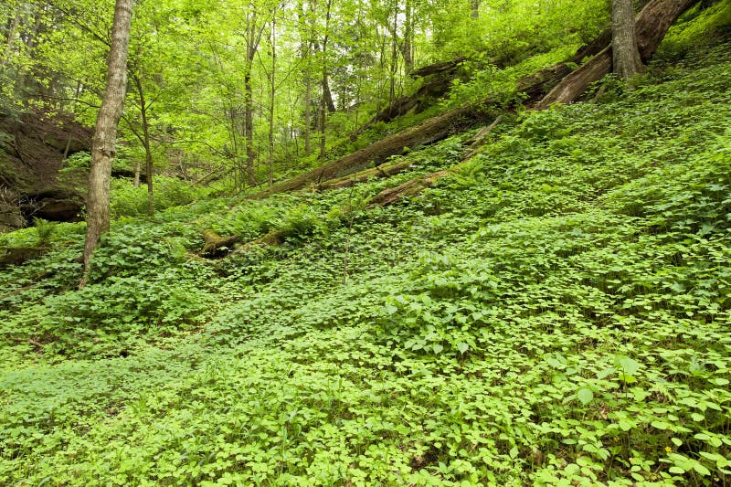 Carpet of green. stock photo. Image of green, carpet - 24508230