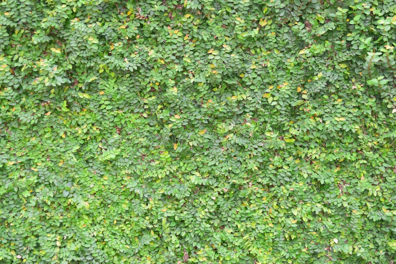 Carpet of green leaves stock image. Image of drug, spring - 122016145