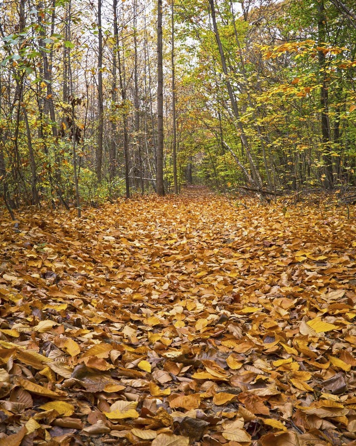 Carpet of Leaves stock photo. Image of fall, seasons - 27358810