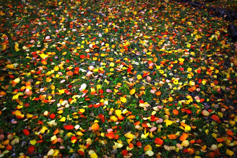 Carpet of leaves stock image. Image of yellow, carpet 29955241