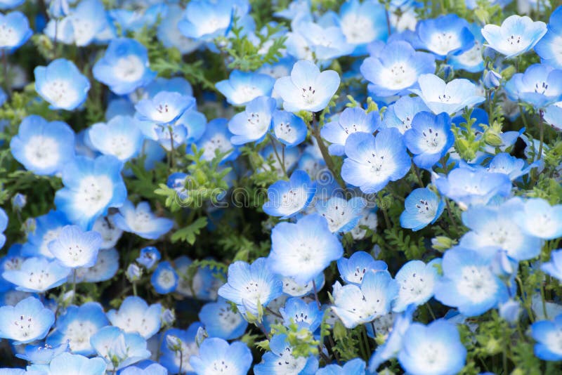 Carpet of Nemophila, or baby blue eyes flower stock image.
