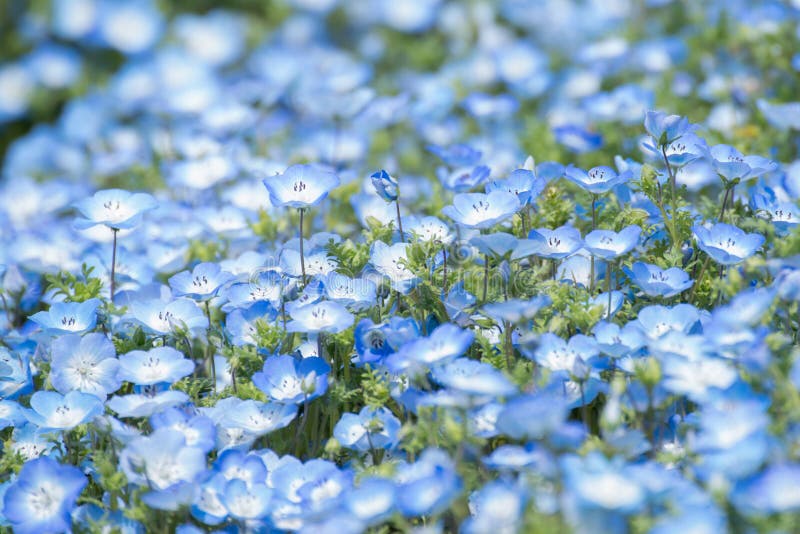 Carpet of Nemophila, or baby blue eyes flower royalty free stock photo.