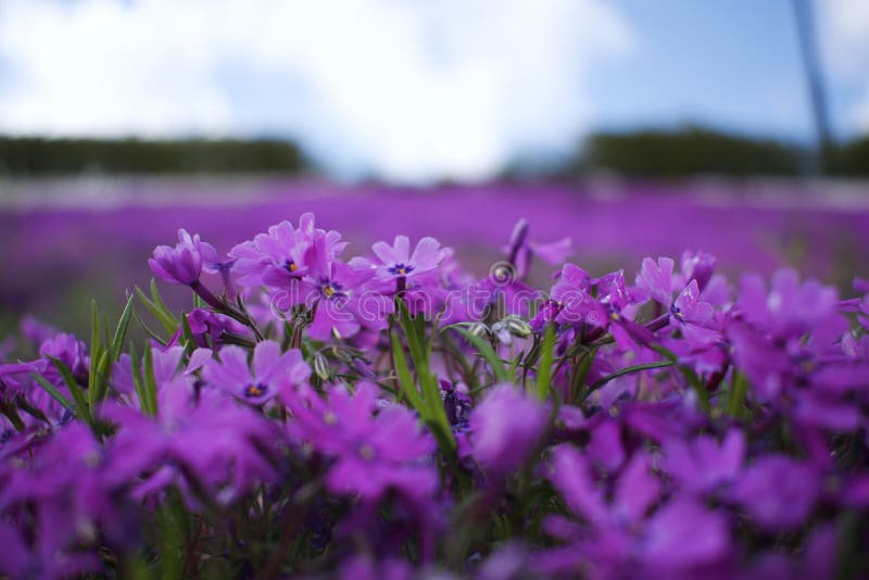 A Carpet of Purple Flowers in a City Garden Stock Image Image of