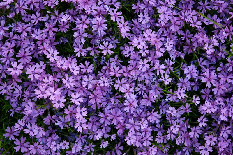 Carpet of purple flowers stock photo. Image of colorful 92998008