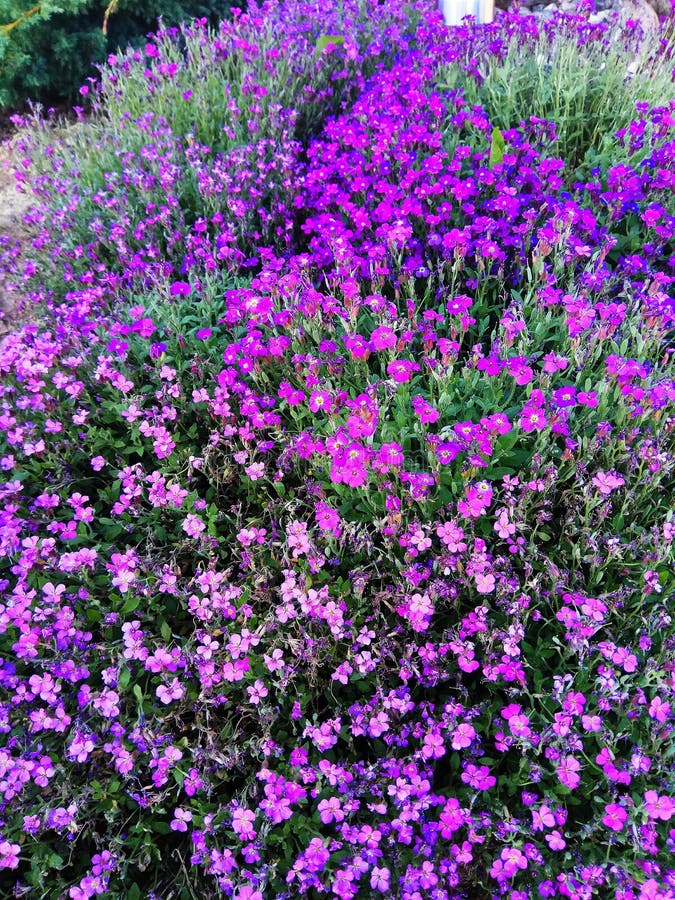 Carpet of purple flowers stock photo. Image of lilac 200380914