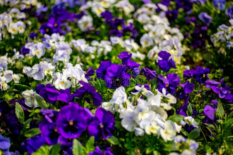 Carpet of purple flowers stock photo. Image of care 223470324