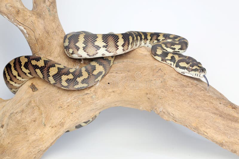 A Carpet Python Snake is Resting on a Log with Its Body Wrapped Around ...
