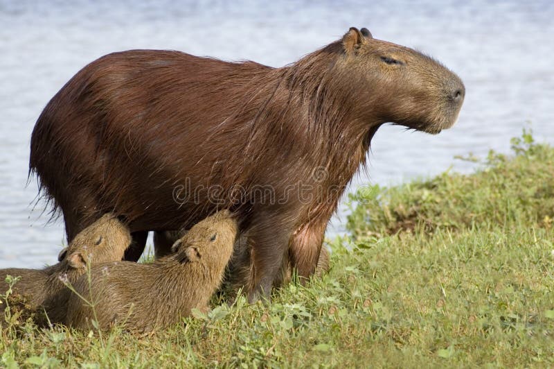 Carpincho (Capibara) che alimenta i suoi giovani Carpincho (Capibara) che alimenta i suoi giovani