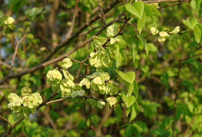 Carpinifolia a foglie liscie di ulmus dell'olmo fotografie stock libere da diritti Carpinifolia a foglie liscie di ulmus dell'olmo fotografie stock libere da diritti