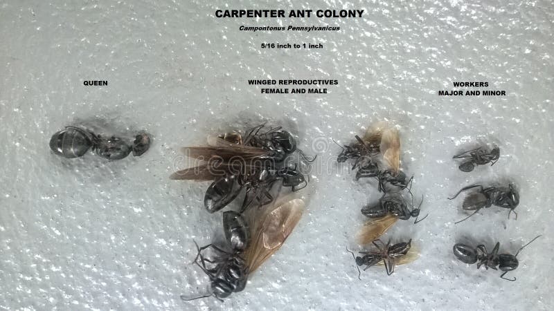 Carpintero Ant Colony