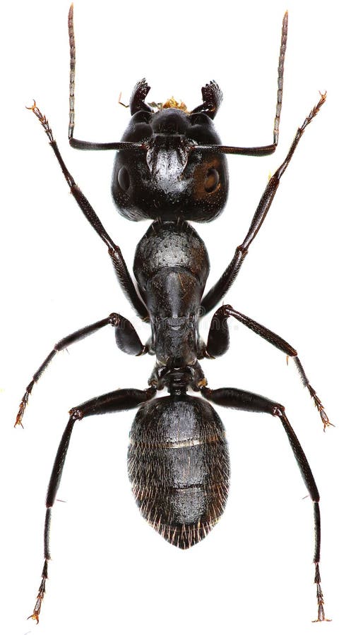 Carpintero Ant en el fondo blanco