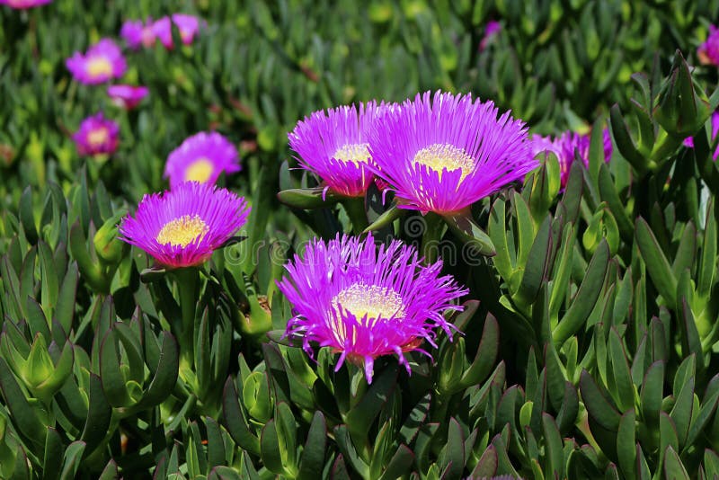 45 Purple  Lampranthus Spectabilis Photos Free Royalty 