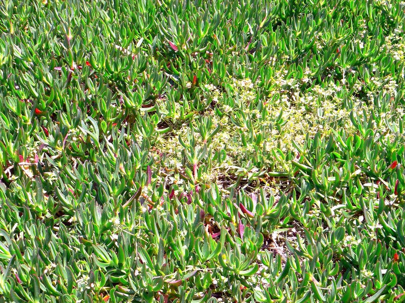 Carpobrotus edulis, коготь ` s кота стоковое изображение rf Carpobrotus edulis, коготь ` s кота стоковое изображение rf