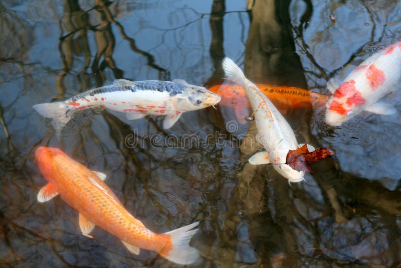 Carps stock image. Image of pond, scale, life, meat, animal Biology Diagrams