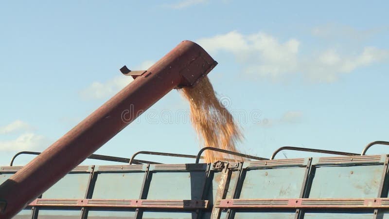 Carregue o milho no caminhão