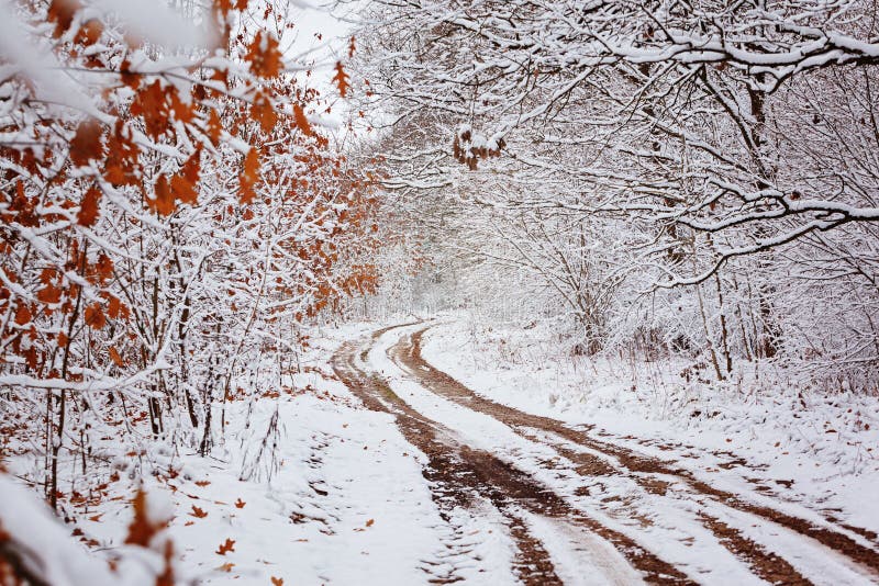 Carretera nacional con los árboles hermosos en los lados en día de invierno