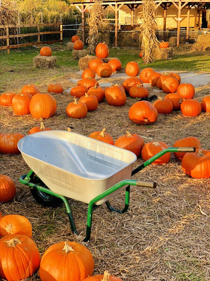 Carretilla de rueda con las calabazas de la caída en un remiendo de la calabaza fotografía de archivo libre de regalías Carretilla de rueda con las calabazas de la caída en un remiendo de la calabaza fotografía de archivo libre de regalías