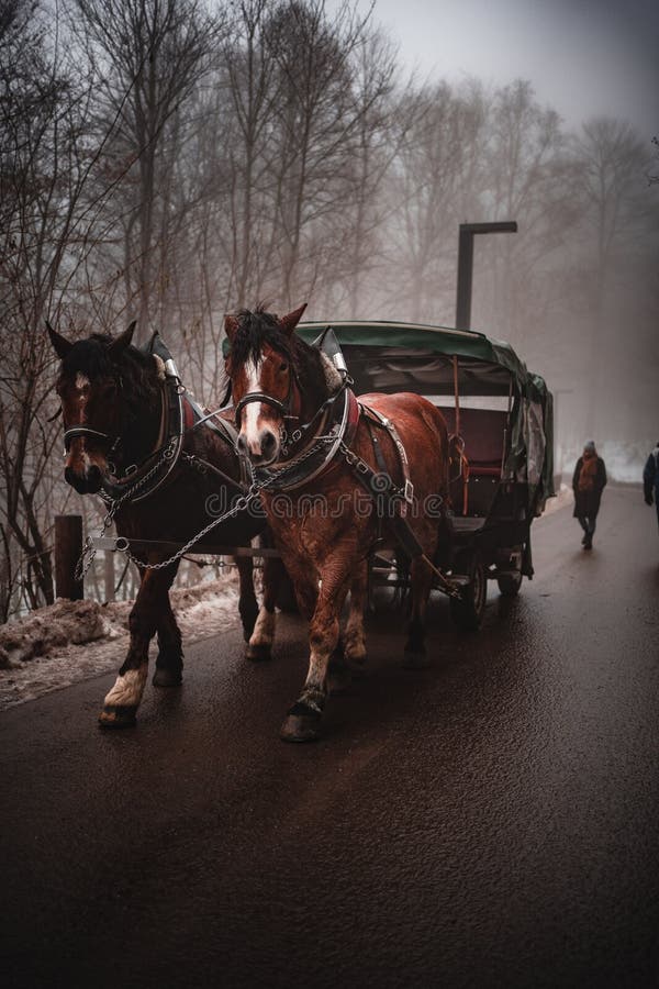 Carriage Cart Pulled by Horses on Asphalt Road with Winter Trees