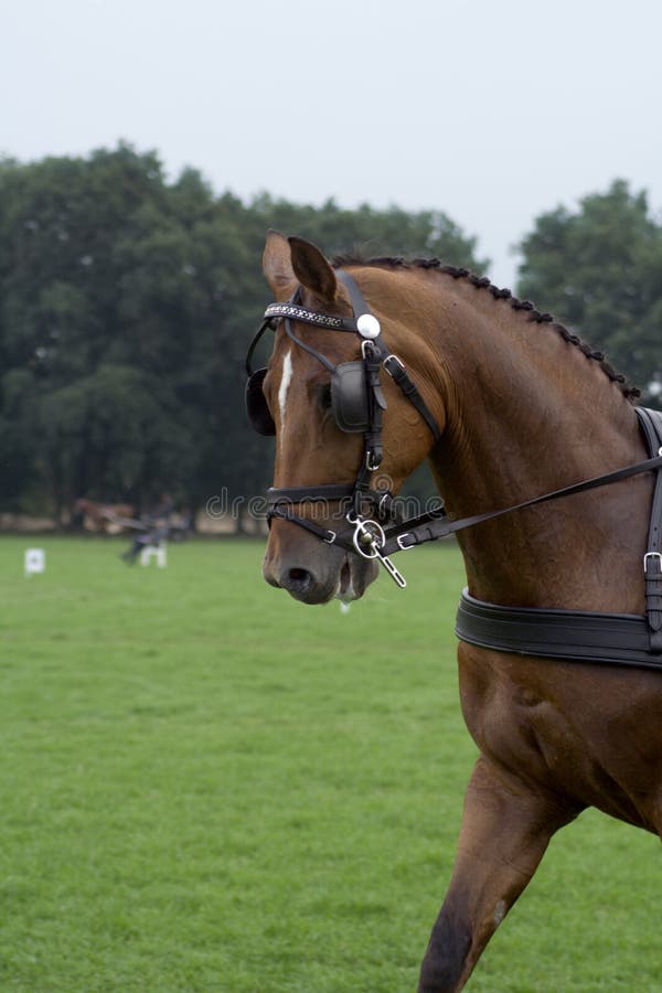Black Friesian Horse Carriage Driving Stock Photo Image of harness