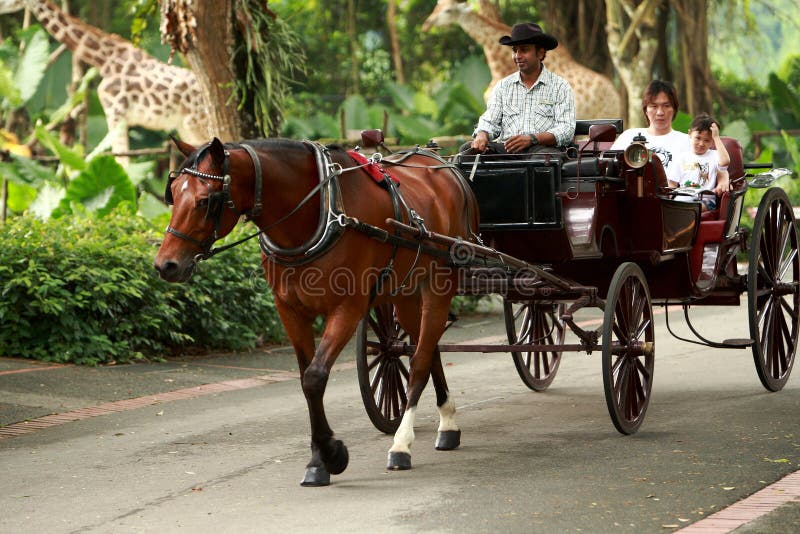 Carriage ride editorial stock photo. Image of carriage 21385418