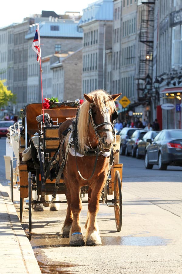 Carriage ride stock photo. Image of drawn, buggie, romance - 23224