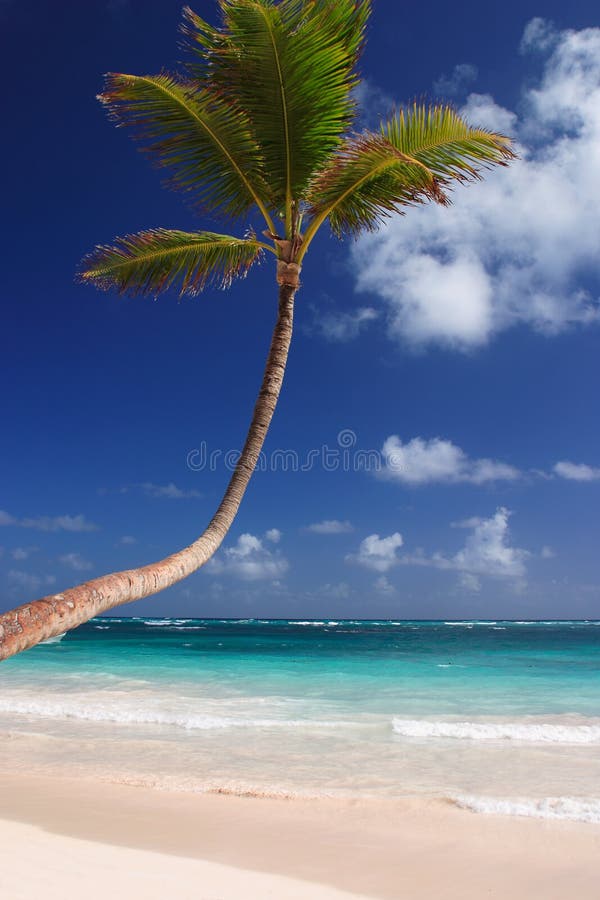 carribean exotisk palmträd för strand arkivfoto carribean exotisk palmträd för strand arkivfoto