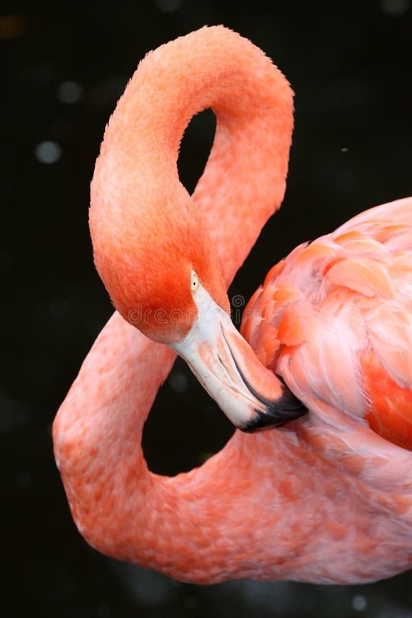 Carribean Flamingo Bird stock photo