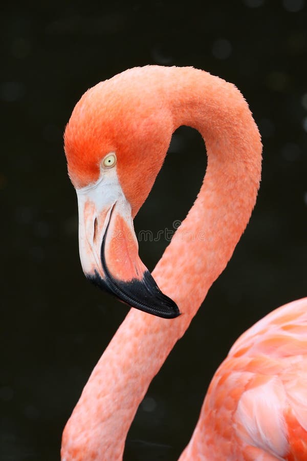 Carribean Flamingo Bird