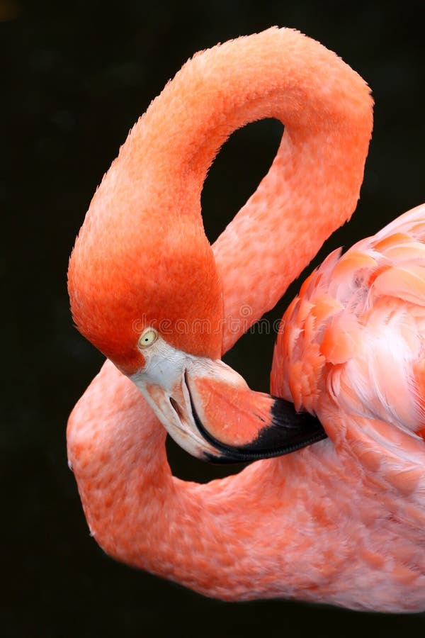 Carribean Flamingo Bird stock photography
