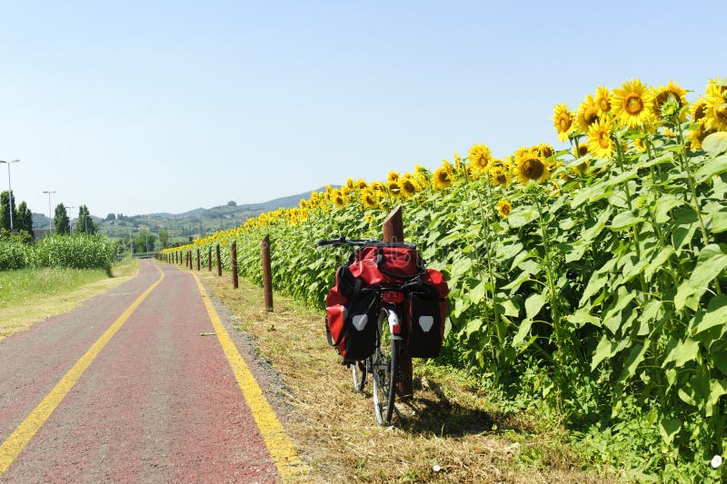Carril para las bicicletas y los girasoles en Toscana imagen de archivo Carril para las bicicletas y los girasoles en Toscana imagen de archivo