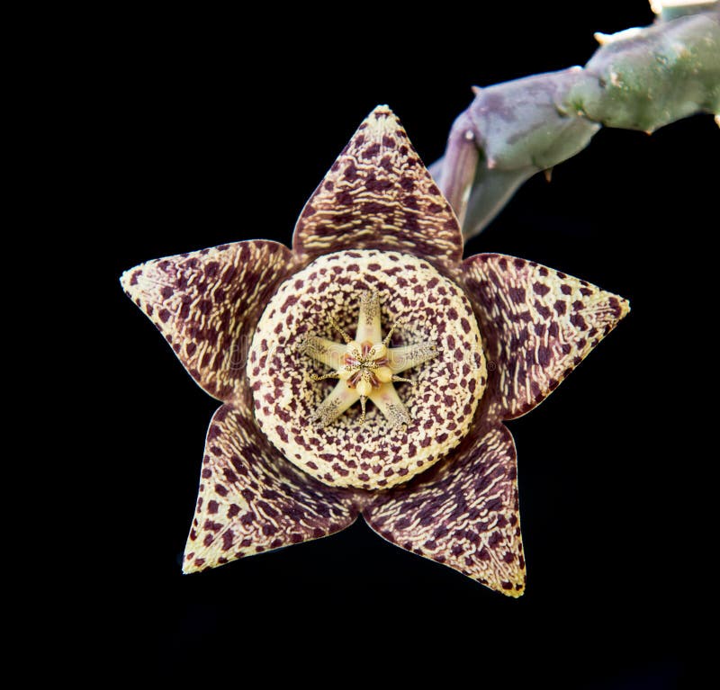 carrion flower carrion flower