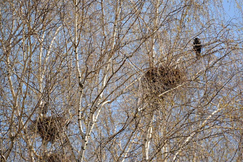 Carrion crows of a nest on branches of young birches. Spring landscape. Carrion crows of a nest on branches of young birches. Spring landscape