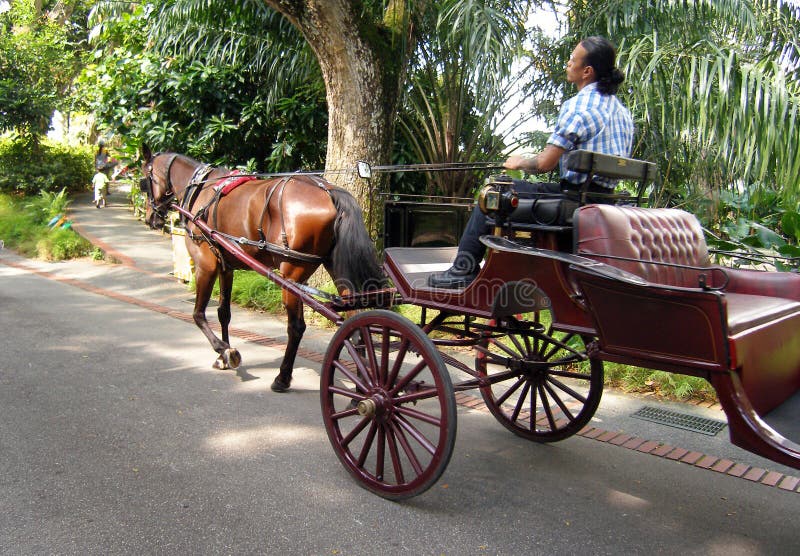 A quaint horse-drawn open carriage in tropical Singapore. Taken at the zoological garden of Singapore. A fun way to sightsee and go around the zoo. Favourite with kids and adults too. Good tourist draw. Simple composition with copy space. A quaint horse-drawn open carriage in tropical Singapore. Taken at the zoological garden of Singapore. A fun way to sightsee and go around the zoo. Favourite with kids and adults too. Good tourist draw. Simple composition with copy space.