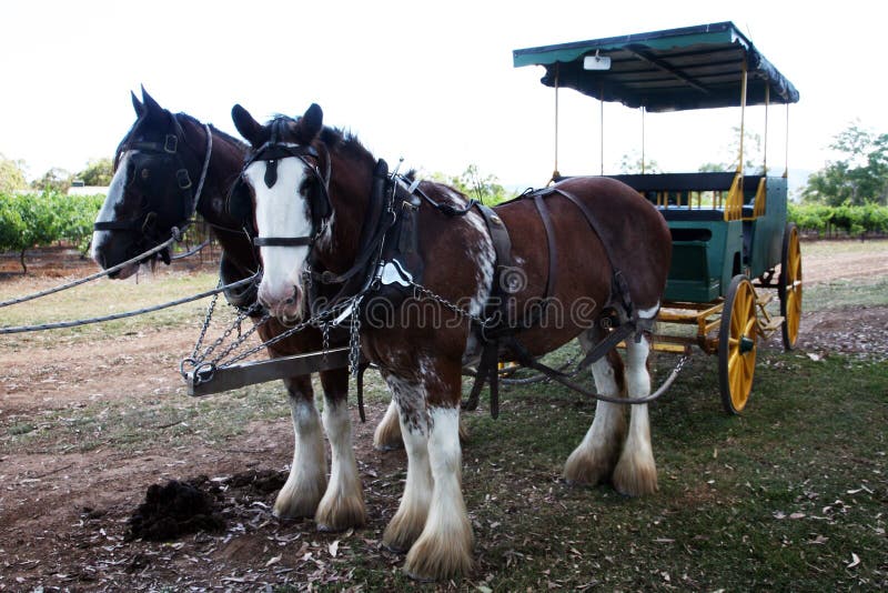 Carro traído por caballo fotografía de archivo Carro traído por caballo fotografía de archivo