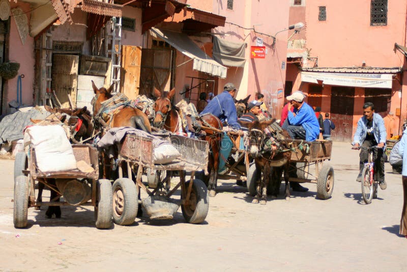 Transporte De La Mula En Marruecos Imagen de archivo editorial - Imagen
