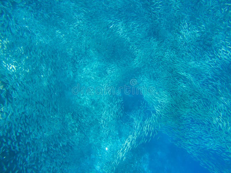 Carrossel maciço da sardinha na água do mar aberta Os peixes pequenos educam a foto subaquática Natação oceânica da escola dos pe imagem de stock royalty free Carrossel maciço da sardinha na água do mar aberta Os peixes pequenos educam a foto subaquática Natação oceânica da escola dos pe imagem de stock royalty free