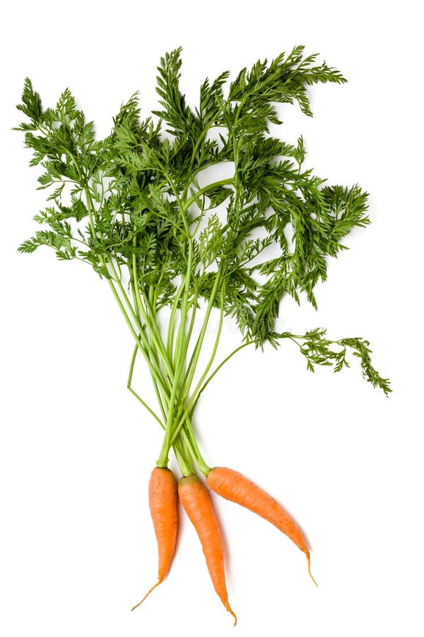 Baby Carrots stock photo. Image of orange, leafy, bunch 2648290