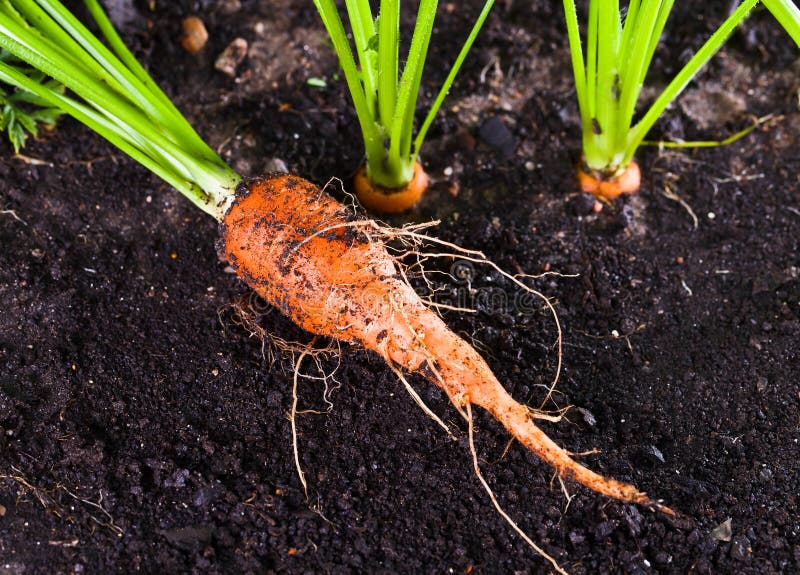 Carrot on bed stock image. Image of field, growth, agriculture 93411101