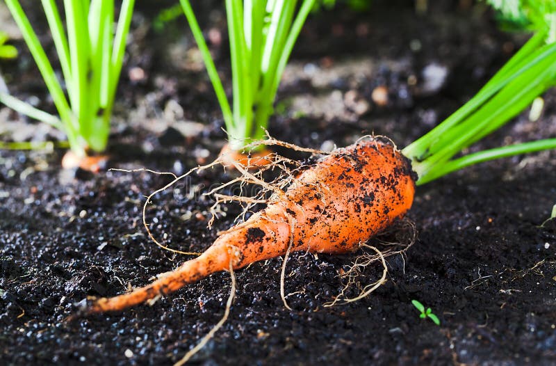 Carrot on bed stock photo. Image of ripe, crop, green 43326374
