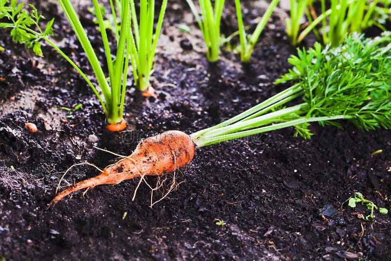 Carrot on bed stock photo. Image of close, garden, ground 54539284
