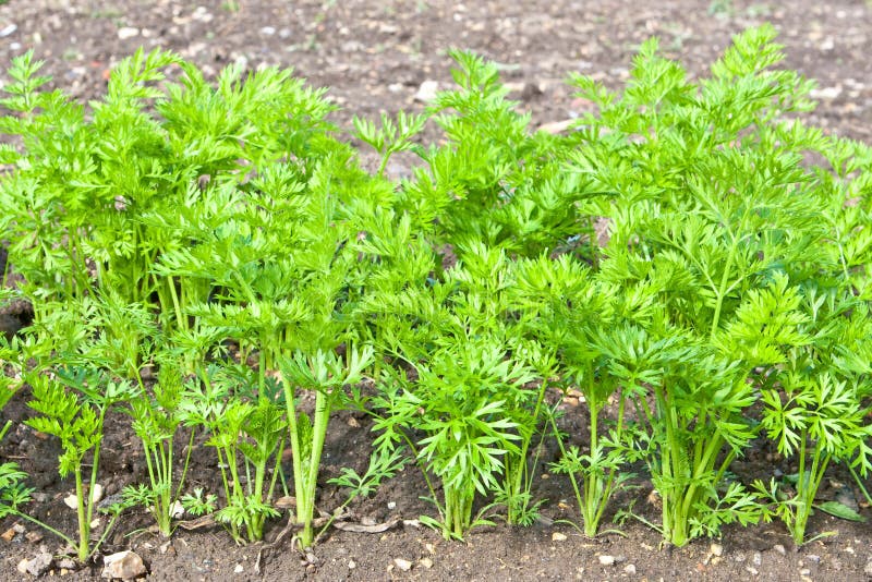 Carrot crop royalty free stock images