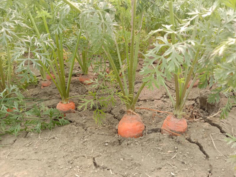 Carrot Farm on Field for Harvest Stock Image Image of dripped, health