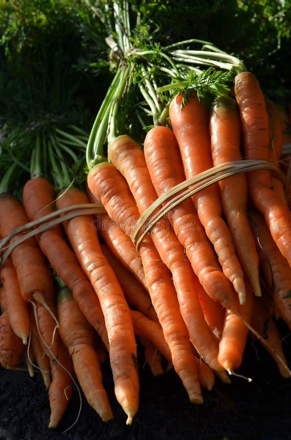 Carrot fruit on Traditional Market