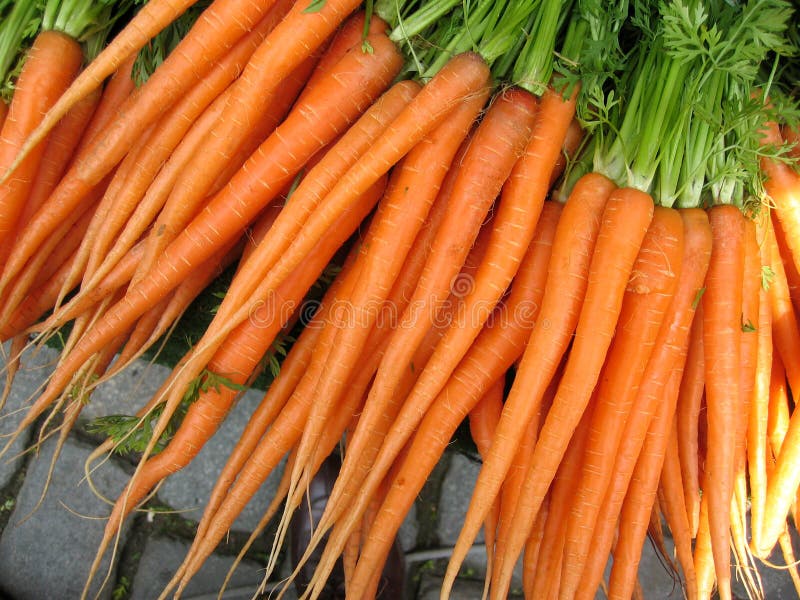 Carrot from garden stock photography Carrot from garden stock photography