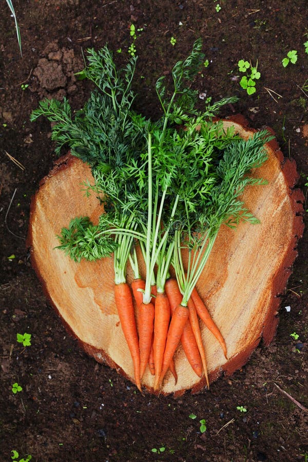 Carrot growing in garden stock image. Image of healthy 71402917