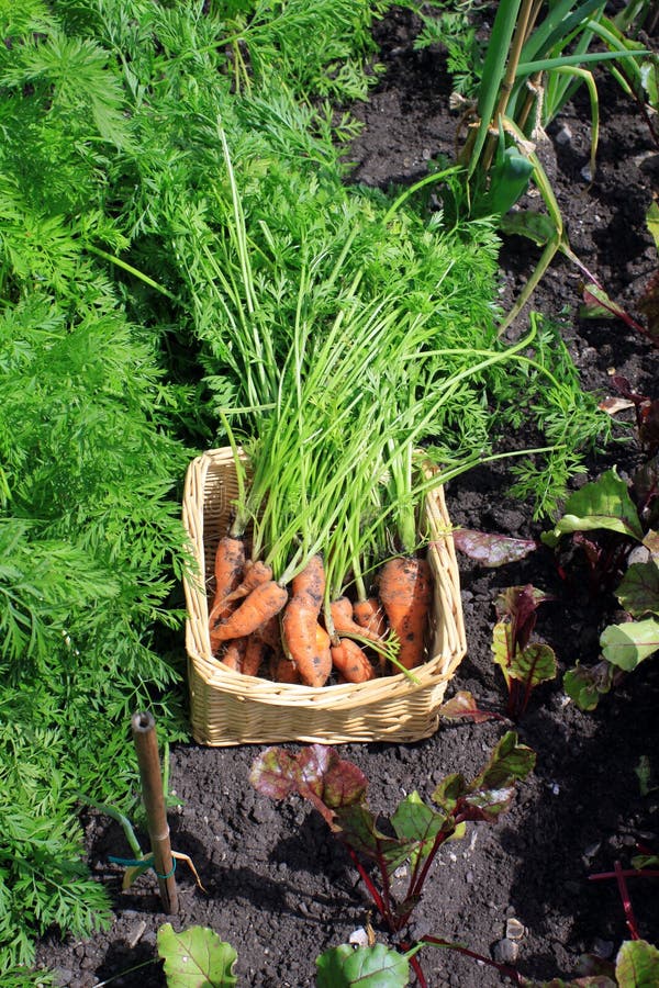 Carrot Harvest stock photo. Image of produce, cultivated 13349016