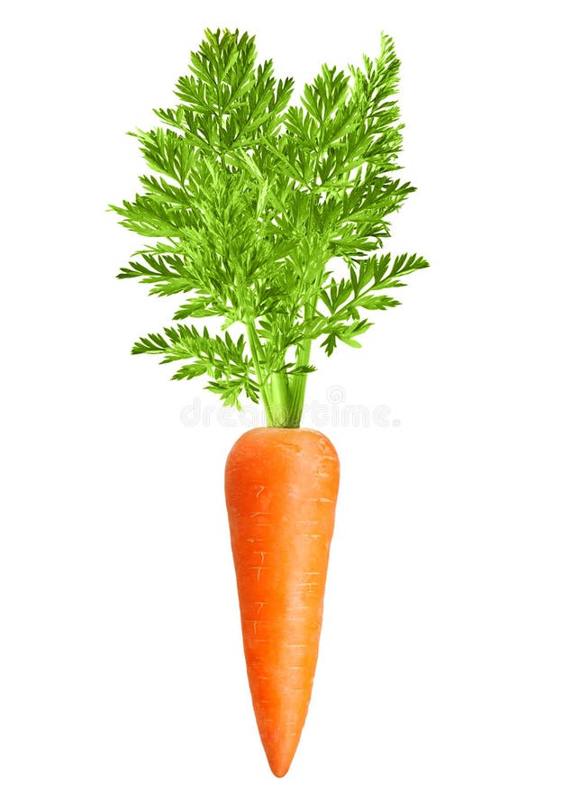 Carrot isolated