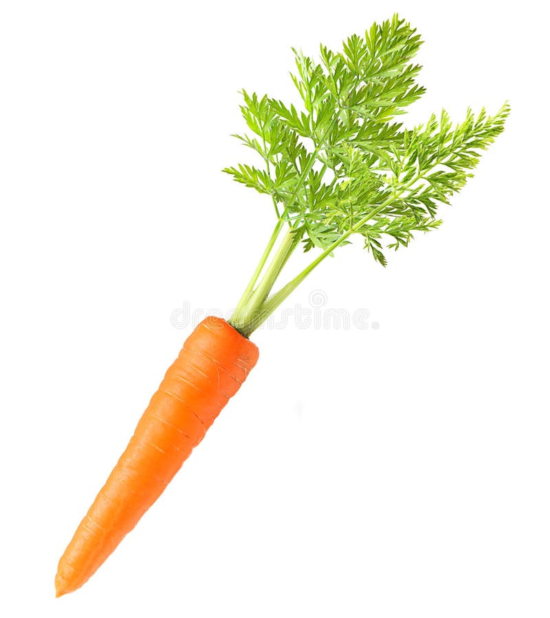 Carrot isolated