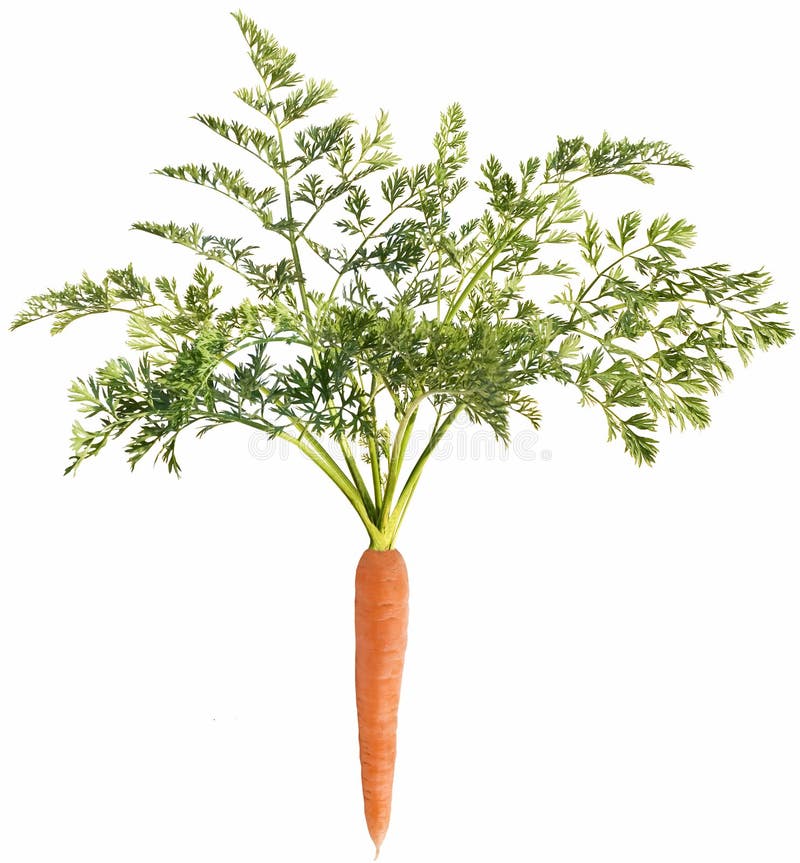 Carrot with leaf